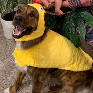 Dog chicken costume Halloween